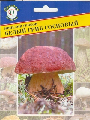 Белый гриб сосновый