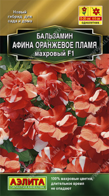 Бальзамин Афина оранжевое пламя махровый