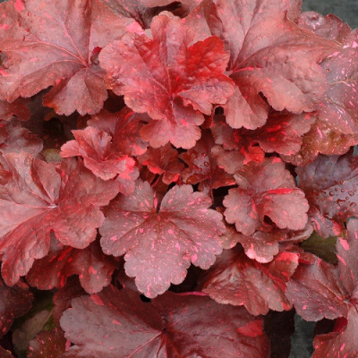 Heuchera Galaxy