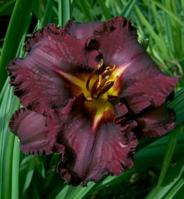 Hemerocallis Black Stockings