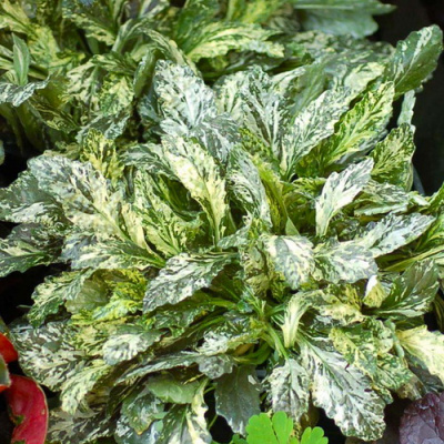 Ajuga reptans Sperkler