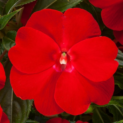 Impatiens Impacio Red