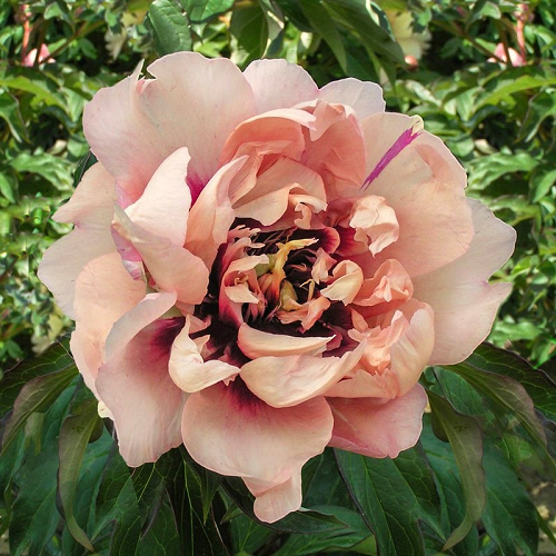 Paeonia Oochigeas_1