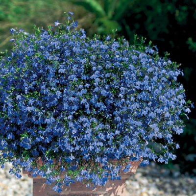 Lobelia Blue Star