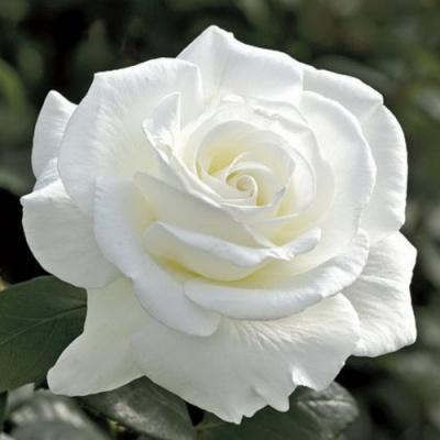 Rosa Akito