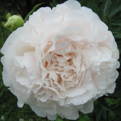 Paeonia lactiflora Mother's Choice
