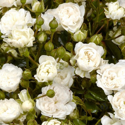 Rosa White Fairy