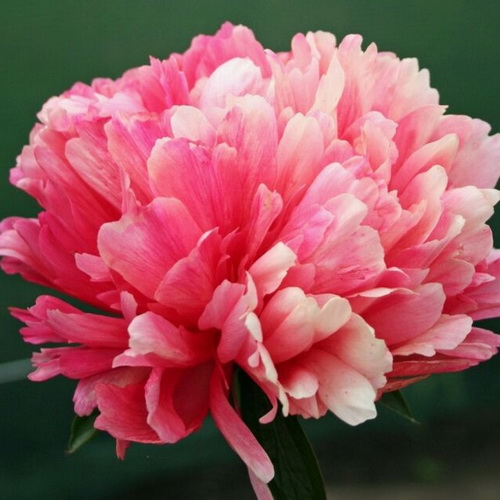 Paeonia Lorelei_1