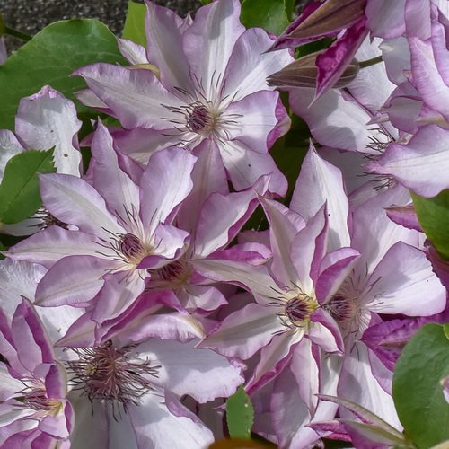 Clematis Omoshiro_2