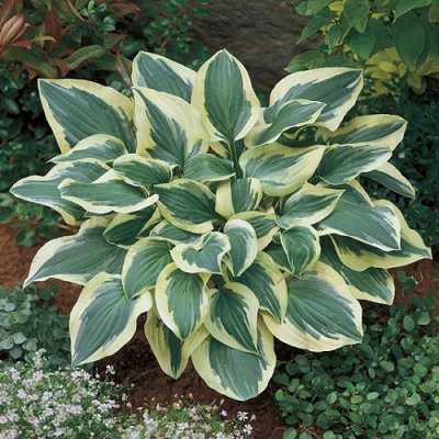 Hosta Pilgrim