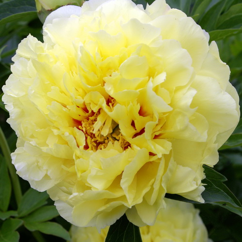 Paeonia itoh hybrid Bartzella (1)