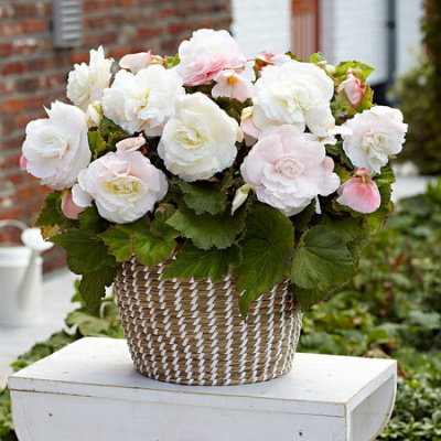 Begonia Superba White