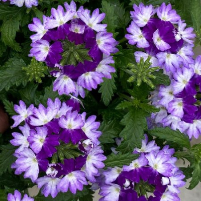 Verbena Vera Blue Bicolor