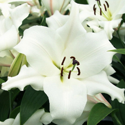 Lilium Villa Blanca