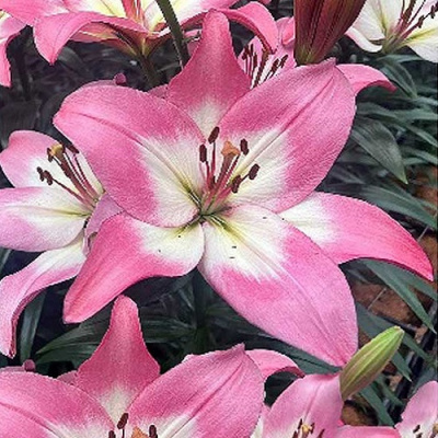 Lilium Pink Glossy