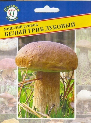 Белый гриб дубовый