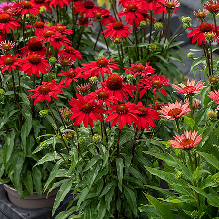 Echinacea SunMagic Fantastic Scarlet_1