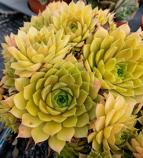 Sempervivum Leo