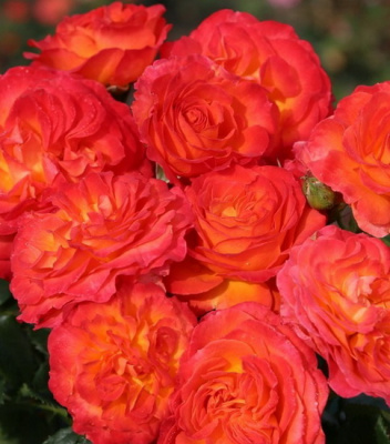 Rosa Vulcano