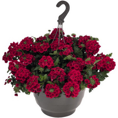 Verbena Empress Sun Red