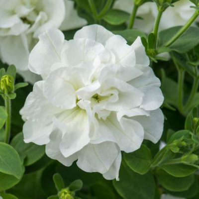 Petunia Tumbelina Diana