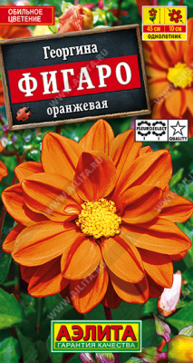 Георгина Фигаро Оранжевая