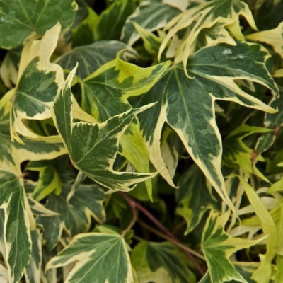 Hedera Yellow Ripple