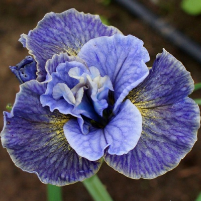 Iris sibirica Magnetism