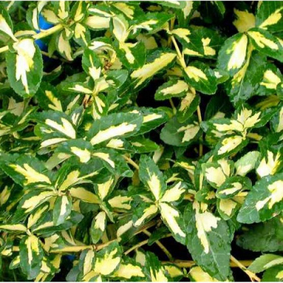 Euonymus fortunei Sunspot_1