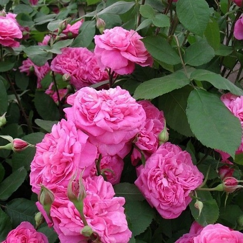 Rosa Gertrude Jekyll_1