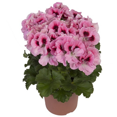 Pelargonium grandiflorum Elegance David