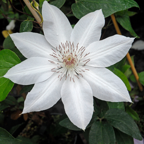 Clematis Henryi0