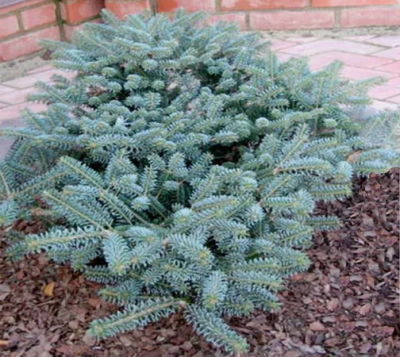 Abies koreana Blue Empepor