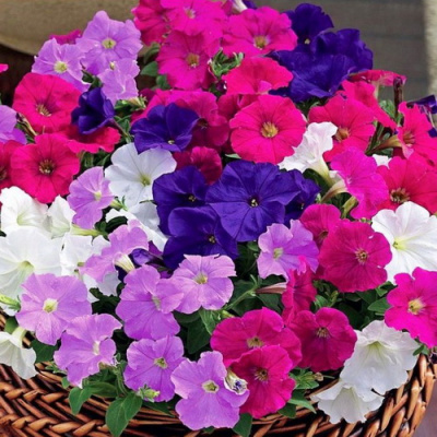 Picobella_mix