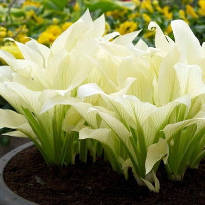 Hosta White Feather