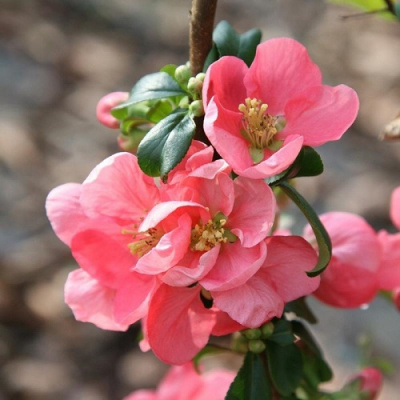 Chaenomeles superba Pink Trail