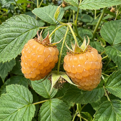 malina-sortovaa-ananasnaa-3