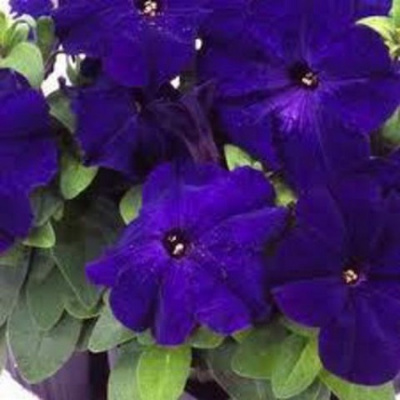 Mambo Blue