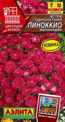 Астра Пиноккио малиновая
