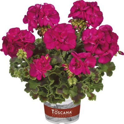 Pelargonium zonale Toscana Smart Laura Purple