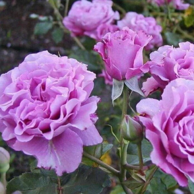 Rosa Deutsche Welle