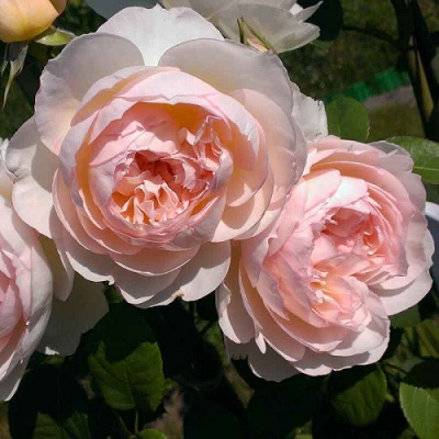 Rosa Gentle Hermione_2