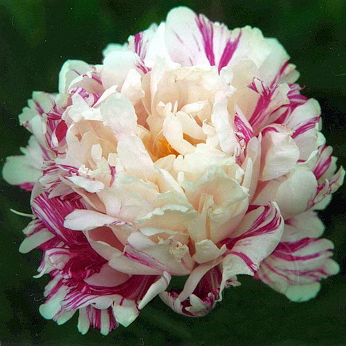 paeonia candy_stripe