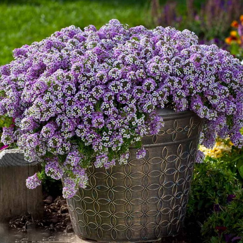 Алиссум (Лобулярия) Easter Bonnet Lavender