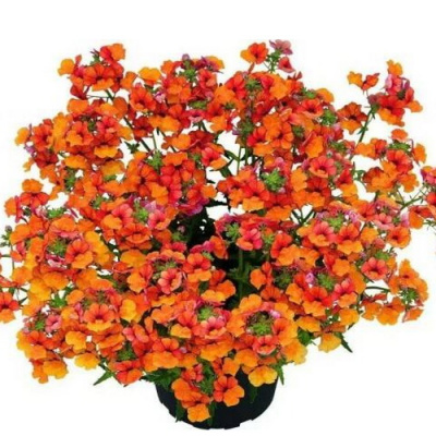 Sunsatia Plus Blood Orange