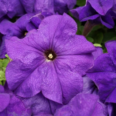 Petunia Lupo Mid Blue