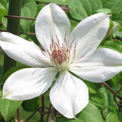 Clematis Henryi