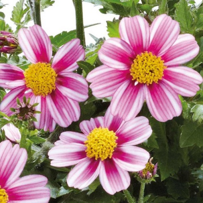 Bidens Pretty in Pink