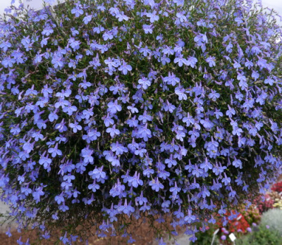 Lobelia Hot Blue