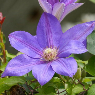 Clematis Lawsoniana